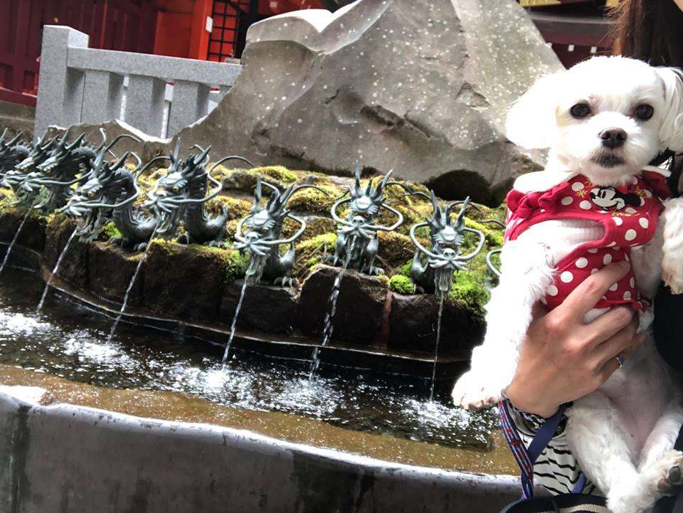 「九頭龍神社」へおでかけ！愛犬と箱根旅行！